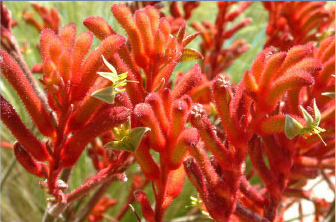 Red flowers