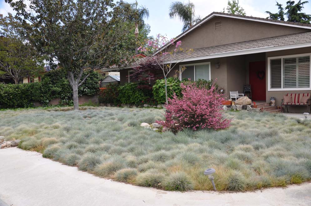 Festuca Garden