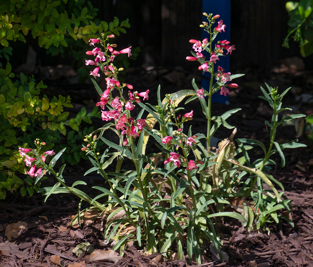 Pink Penstemon