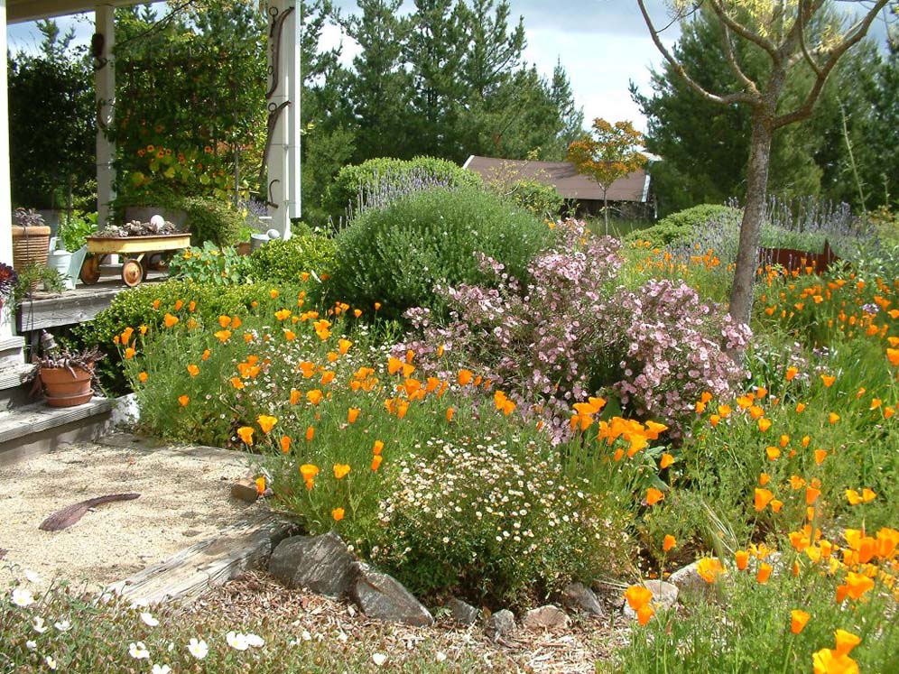 Side Yard