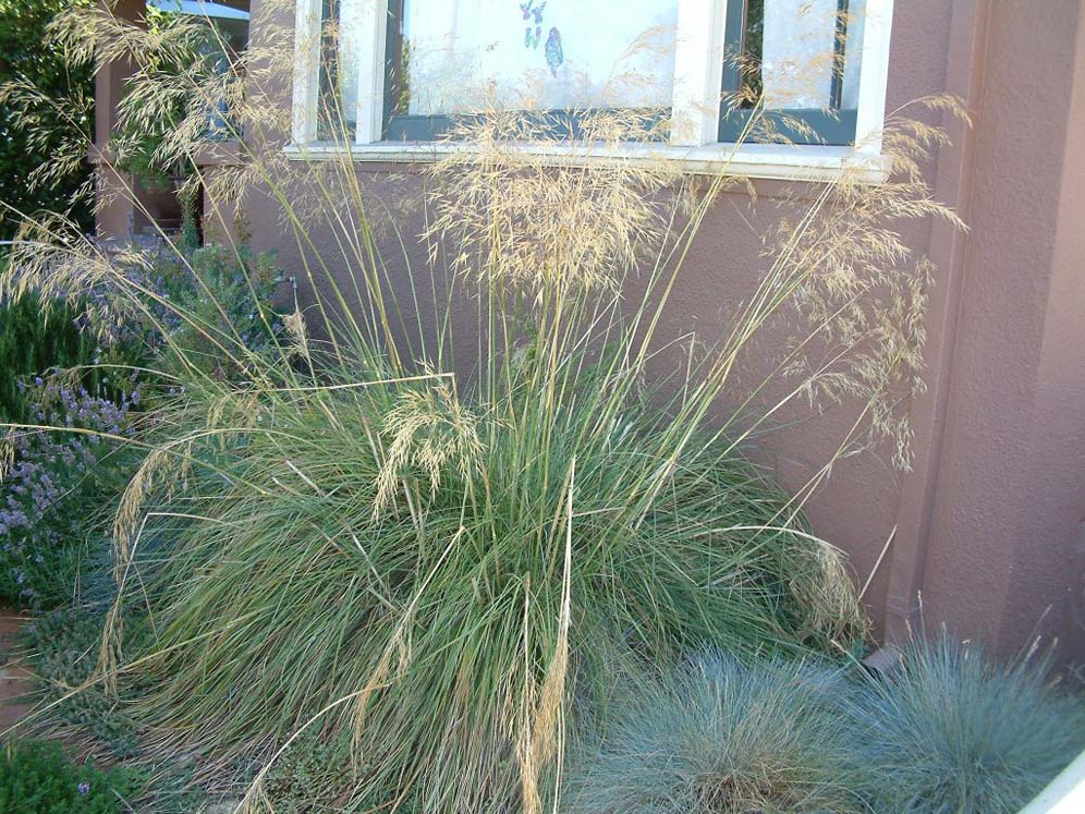 Spikey-Hair Grass