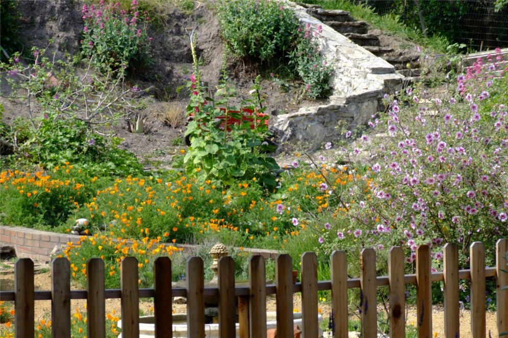 Lush and Wild Hillside