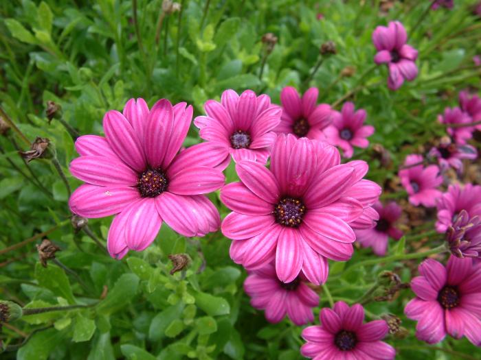 Plant photo of: Osteospermum fruticosum 'Pink'