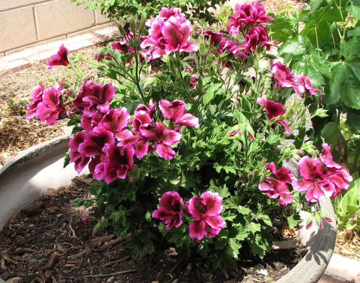 Martha Washington Geranium