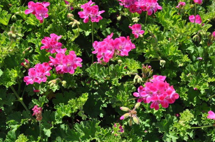 Plant photo of: Pelargonium Pink Blizzard