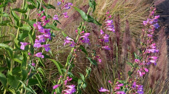 Plant photo of: Penstemon spectabilis