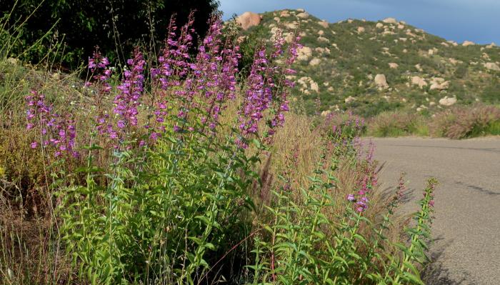 Plant photo of: Penstemon spectabilis