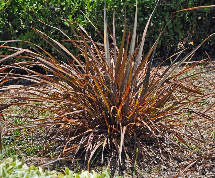 Plant photo of: Phormium tenax 'Jack Spratt'