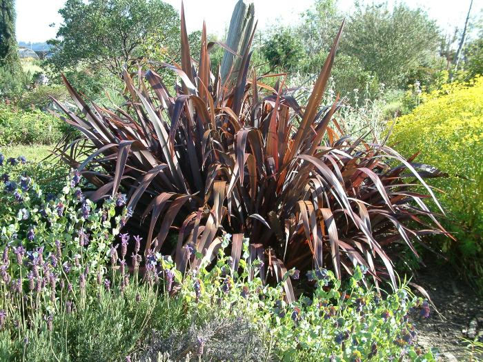 Plant photo of: Phormium tenax 'Rubrum'