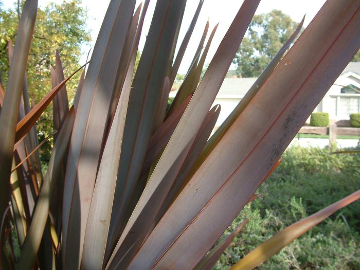 Plant photo of: Phormium tenax 'Rubrum'