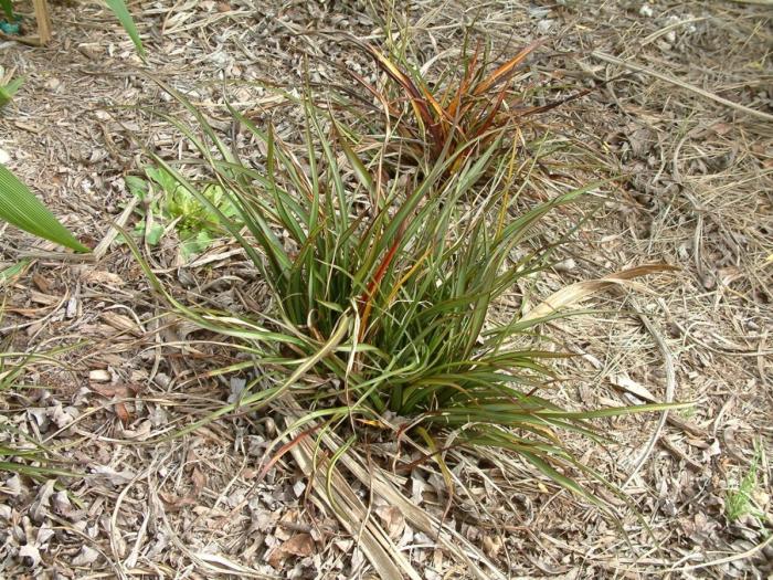 Plant photo of: Phormium tenax 'Tiny Tiger'