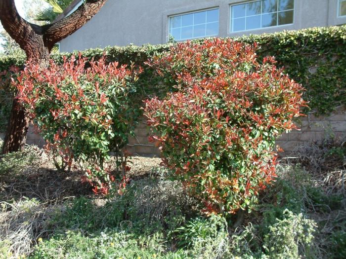 Plant photo of: Photinia X fraseri