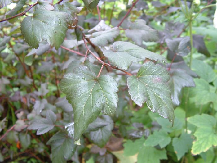 Plant photo of: Physocarpus opu. 'Diablo'