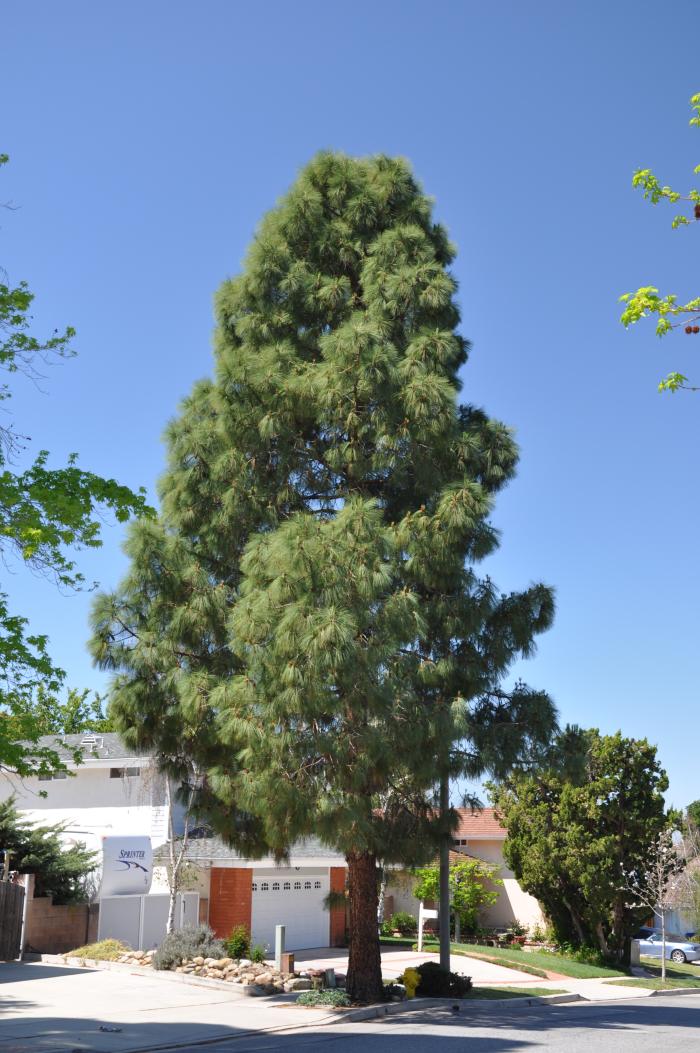 Plant photo of: Pinus canariensis