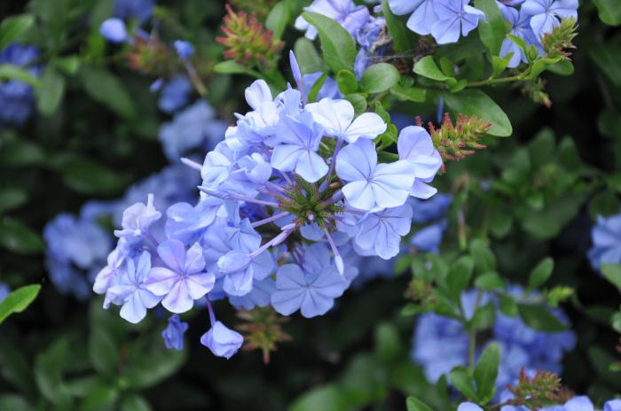 Plant photo of: Plumbago auriculata