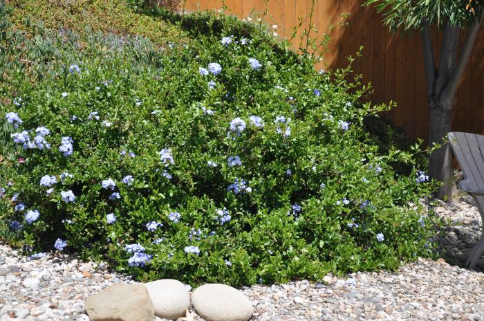 Plant photo of: Plumbago auriculata