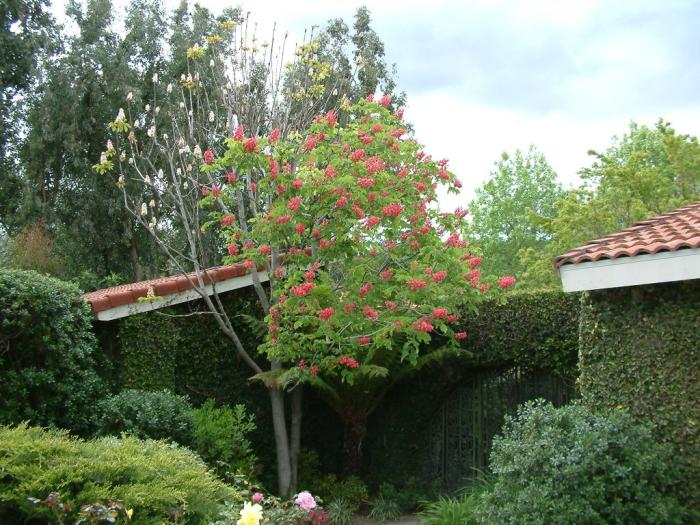 Plant photo of: Robinia 'Idahoensis'