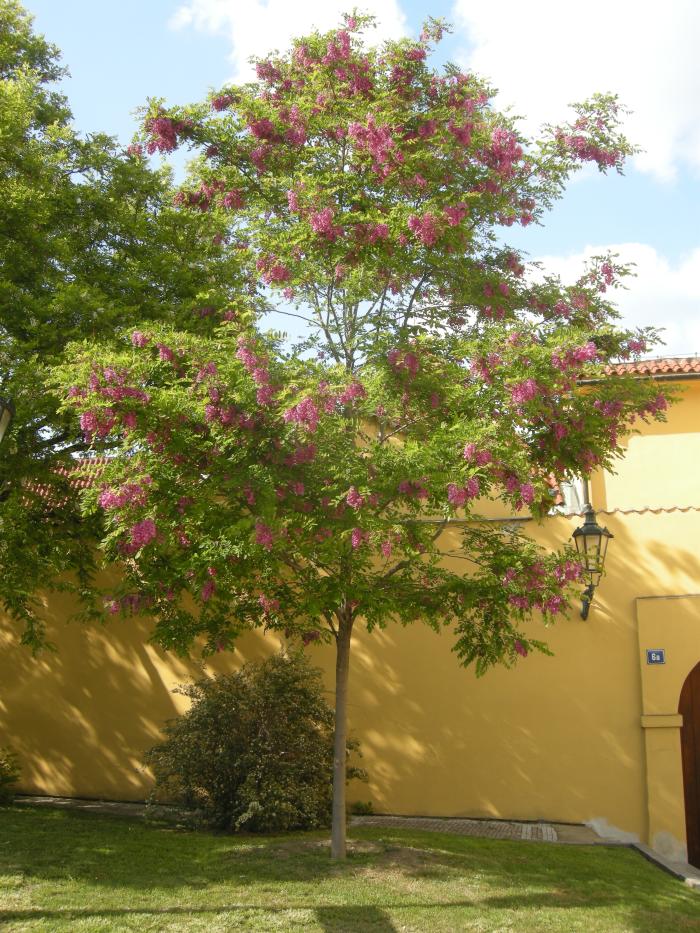 Plant photo of: Robinia 'Idahoensis'