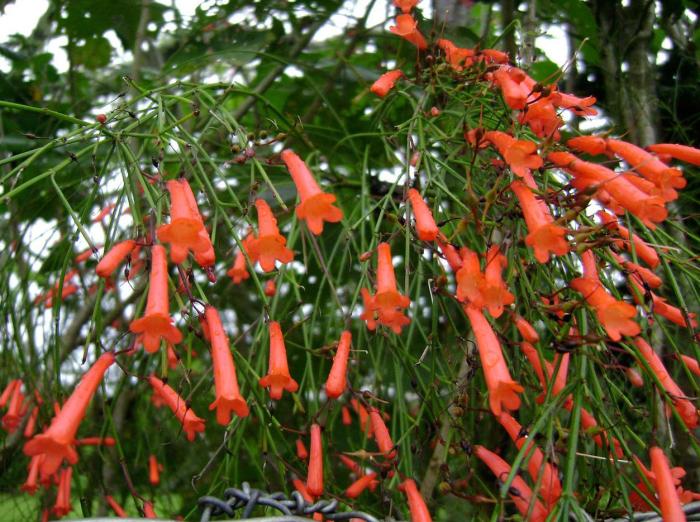 Plant photo of: Russelia equisetiformis