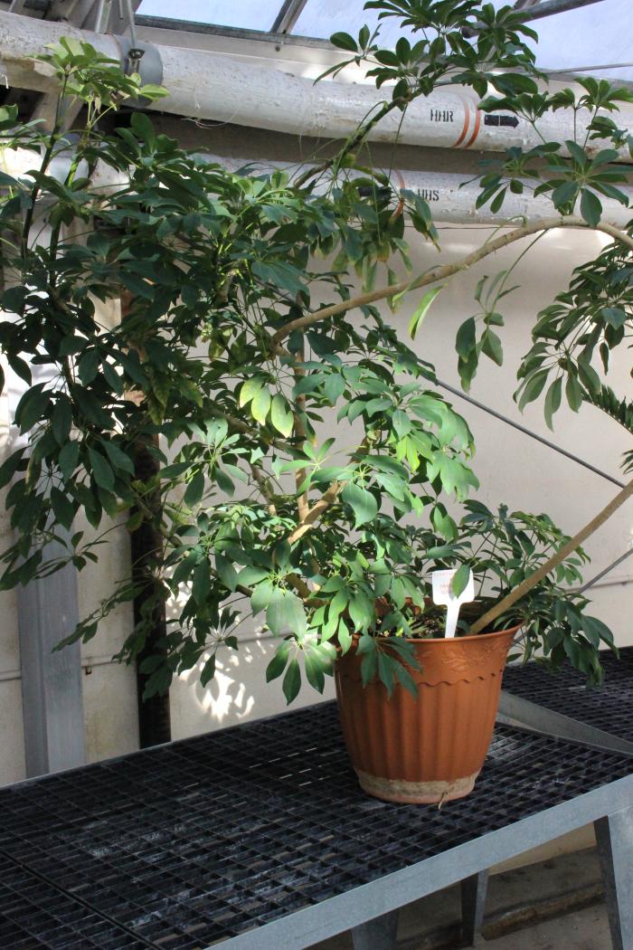 Plant photo of: Schefflera arboricola