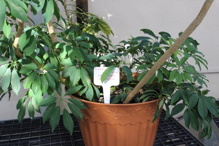 Plant photo of: Schefflera arboricola