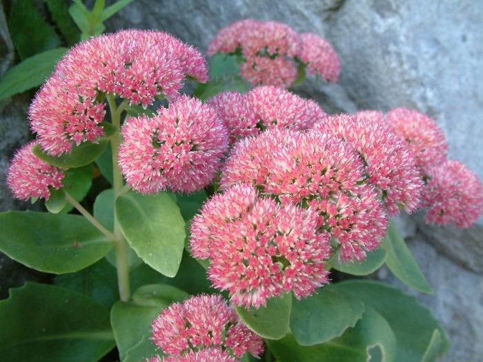 Plant photo of: Sedum 'Autumn Joy'