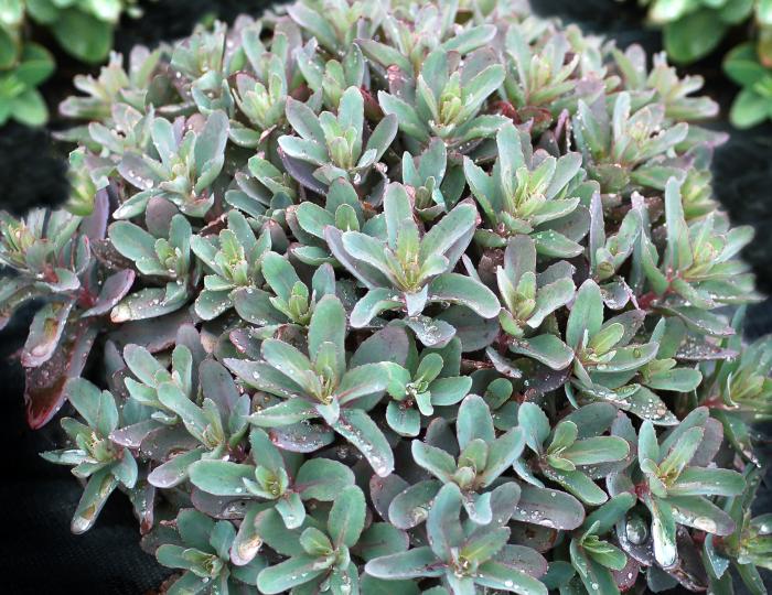 Plant photo of: Sedum 'Marina'