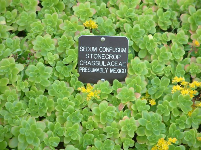 Plant photo of: Sedum confusum