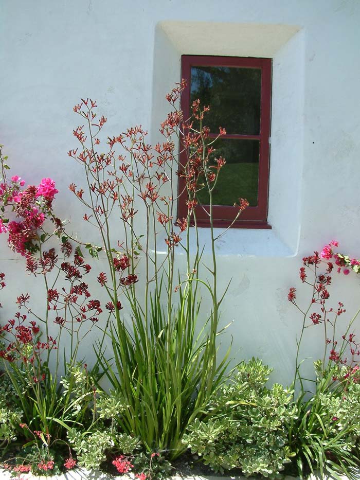 Plant photo of: Anigozanthos 'Big Red'