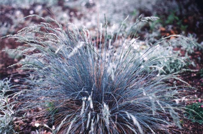 Plant photo of: Festuca amethystima 'Superba'