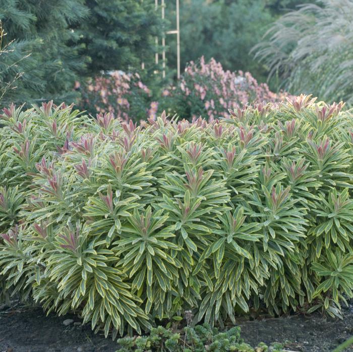 Plant photo of: Euphorbia x martinii 'Ascot Rainbow'