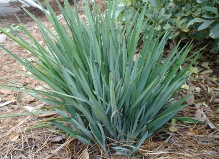 Plant photo of: Dianella revoluta 'Little Rev'