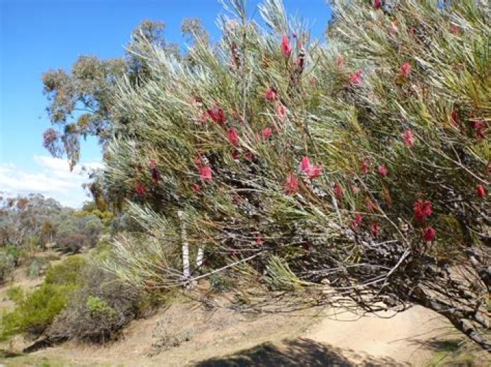 Grass-leaf Hakea