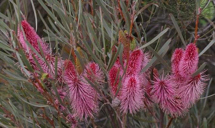 Plant photo of: Hakea francisiana