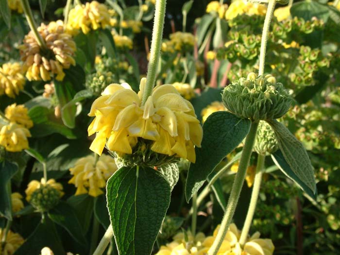 Plant photo of: Phlomis fruticosa