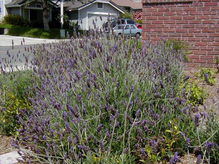 Plant photo of: Lavandula dentata