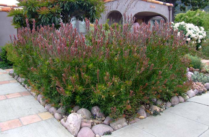 Plant photo of: Protea cynaroides