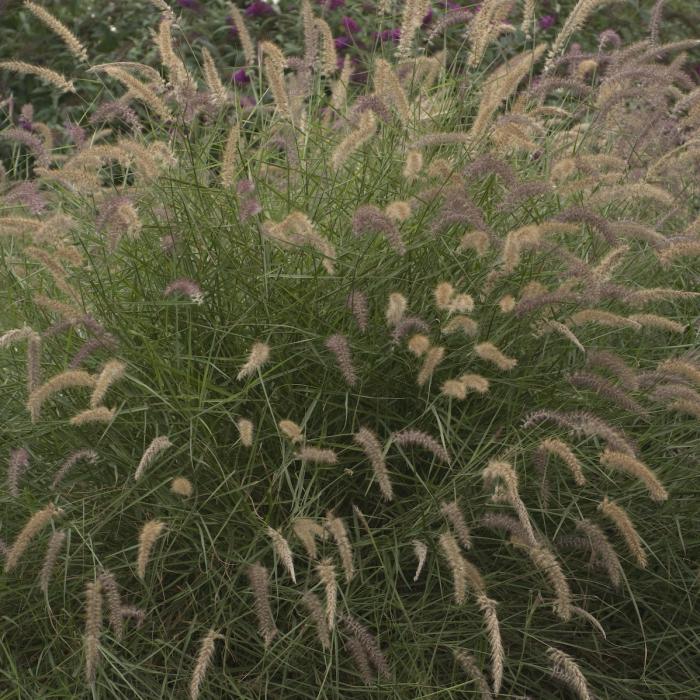 Plant photo of: Pennisetum orientale 'Karley Rose'