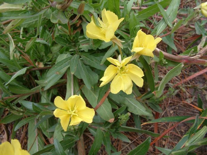 Plant photo of: Oenothera stubbei