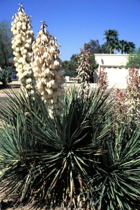 Plant photo of: Yucca baccata