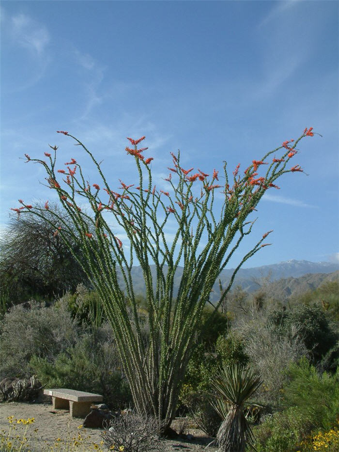 Plant photo of: Fouquieria splendens