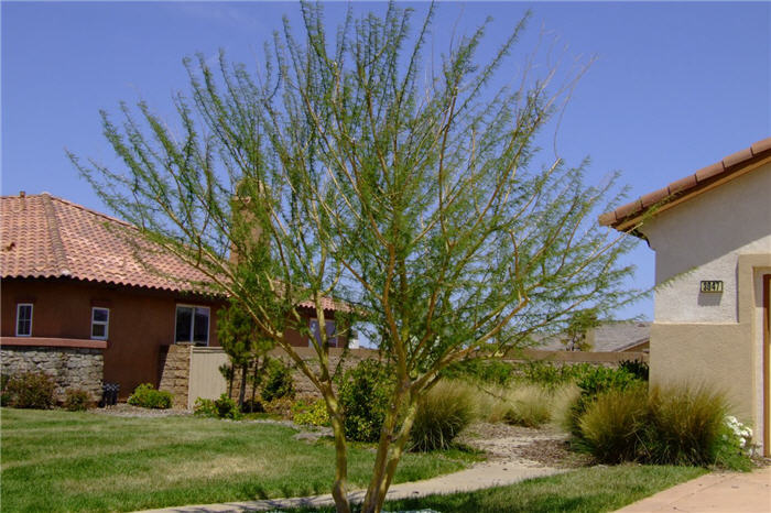 Plant photo of: Parkinsonia aculeata