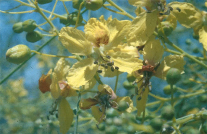 Plant photo of: Parkinsonia aculeata