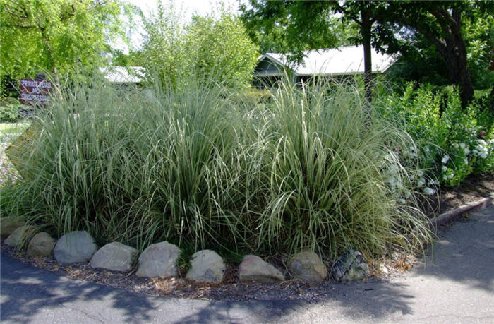 Plant photo of: Miscanthus sinensis 'Variegatus'