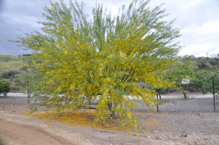 Plant photo of: Parkinsonia 'Desert  Museum'