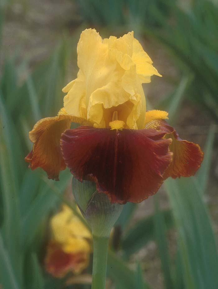 Plant photo of: Iris bearded 'All That Jazz'