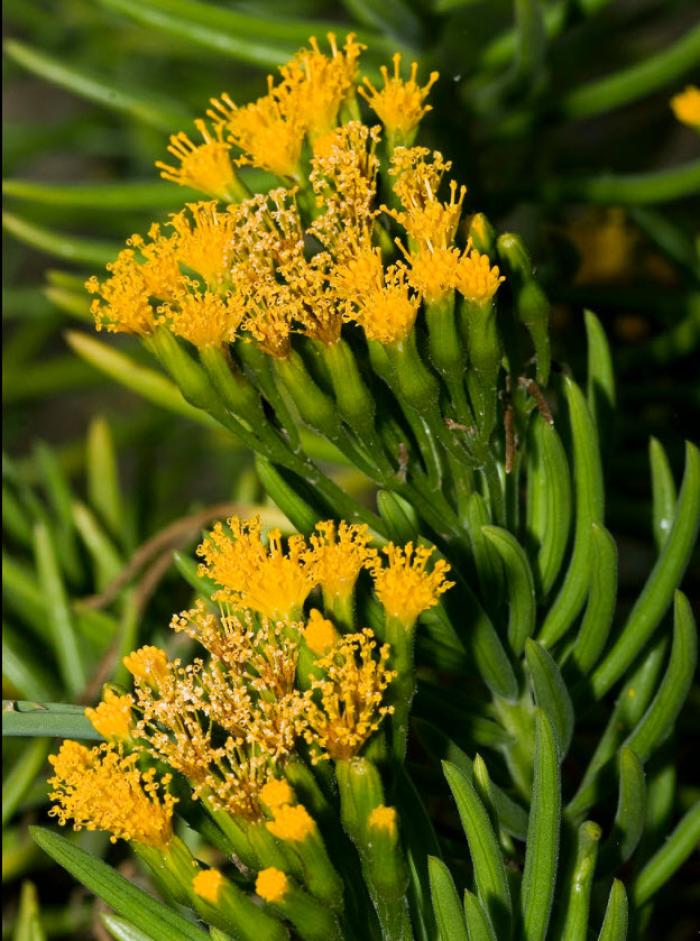 Plant photo of: Senecio barbertonicus