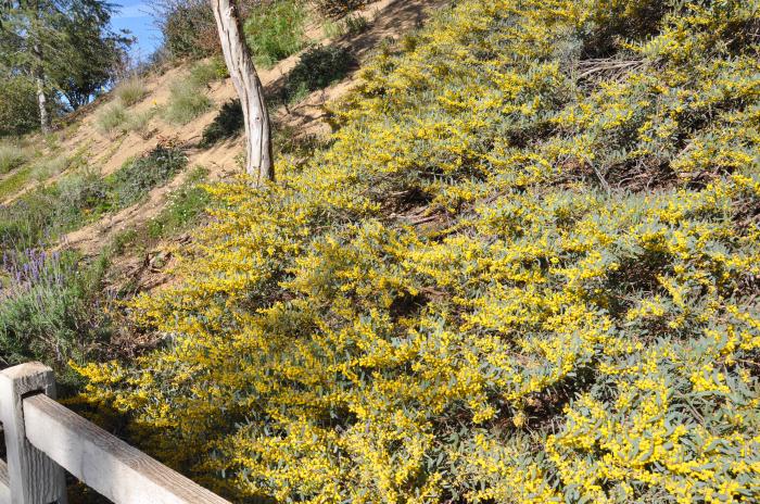 Plant photo of: Acacia redolens