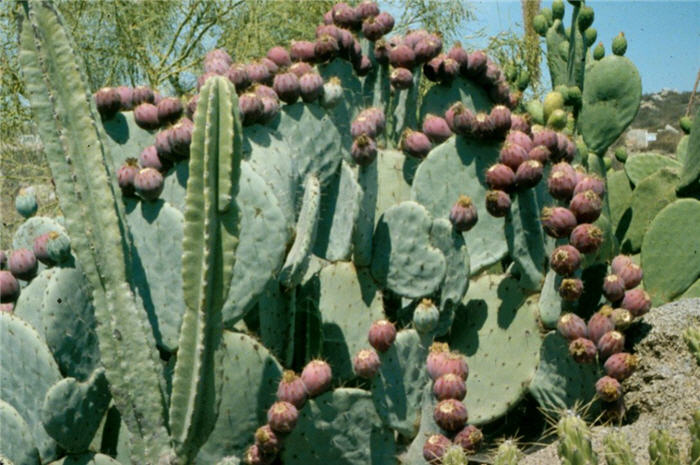 Plant photo of: Cereus peruvianus