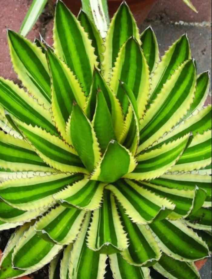 Plant photo of: Agave lophantha 'Quadricolor'